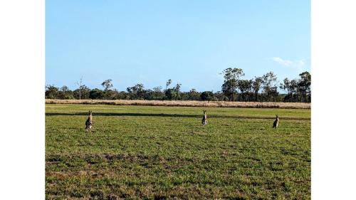 Burrum River House | Turtle Island Lakeside Tiny House 2 by Tiny Away
