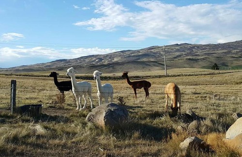 Waipiata Cabin | Tussock Lodge - Waipiata