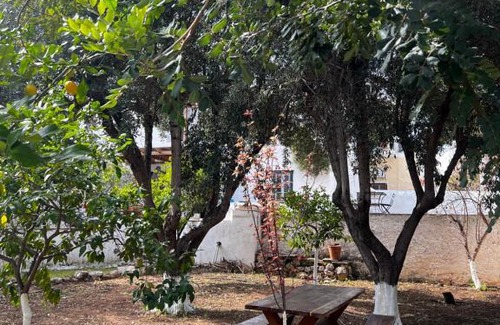 Spetses House | Two Olive Trees