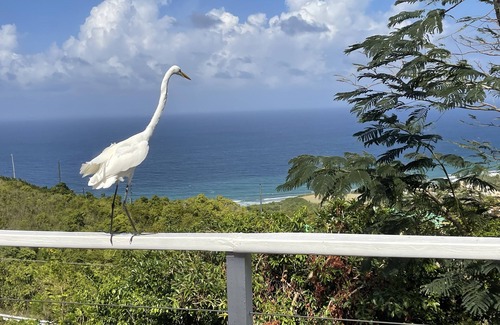 Estate Concordia East House | Ultimate USVI Views overlooking Caribbean & Salt River Bay Nat'l EcoPreserve