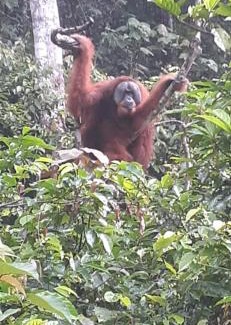 Bukit Lawang Hotel | Umiyuki jungle tour only treking with us