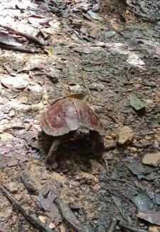 Bukit Lawang Hotel | Umiyuki jungle tour only treking with us