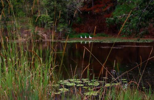 Ridgewood House | Unique Farm Escape in the Sunshine Coast Hinterland