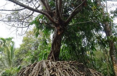 Vayittiri Resort | Uravu Bamboo Grove Resort