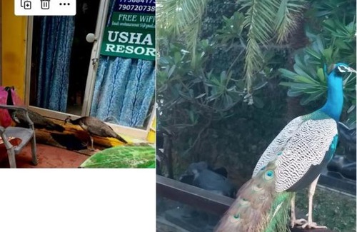 Kovalam House | Ushas Guest House