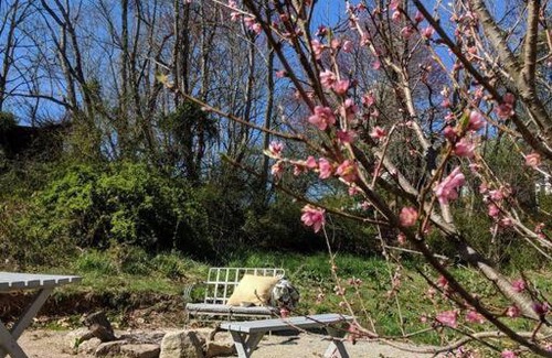 Woodfin House | Victory Garden Cottage 12 min to downtown with fire pit and