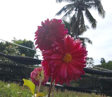 Khao Kho Other | View x Camping