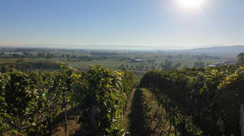 Sasbach am Kaiserstuhl Apartment | Villa Bonita del Kaiserstuhl