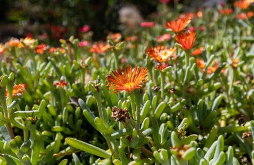 Carloforte Villa | Villa con Giardino - Accesso Diretto alla Spiaggia Giunco