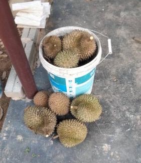 Kampung Paya Rumput House | VILLA D' KEBUN WITH FREE FRUITS