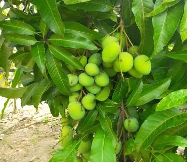 Kampung Paya Rumput House | VILLA D' KEBUN WITH FREE FRUITS