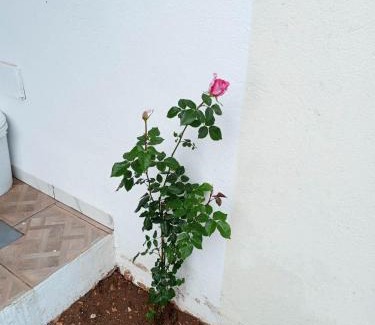 Flamants roses Villa | Villa foundou gammarth