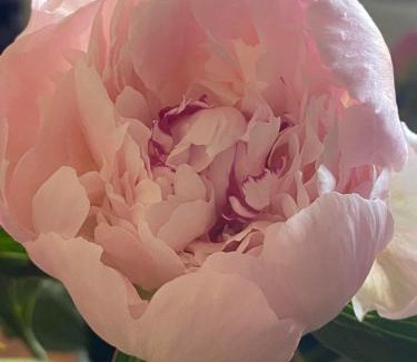 Tourlaville Bed & Breakfast | Villa Fresquet