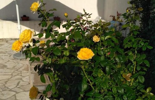 Kamenari Apartment | Villa Maria Apartments