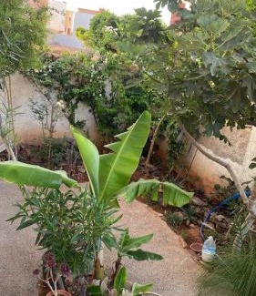 Selouane Villa | Villa Omrane