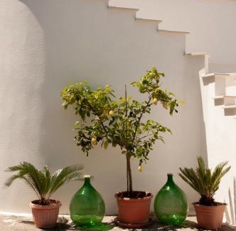 Castellana Grotte Apartment | Villa Tra i Pini - Green & Relax