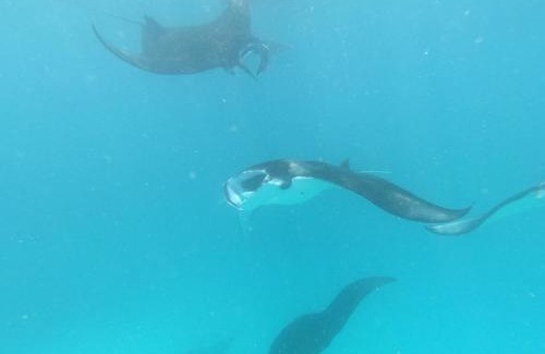 Dharavandhoo Hotel | Violet Inn Hotel