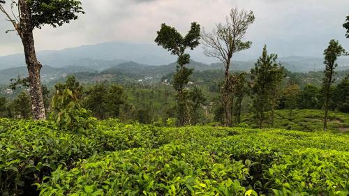 Vythiri Resort | Vythiri Gold Resort