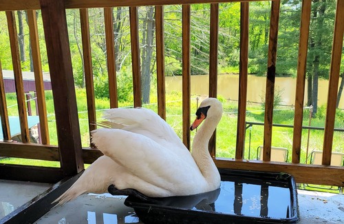 Limekiln Apartment | Waterfront 1 bedroom apartment at Sanctuary of the Swan Aparthotel