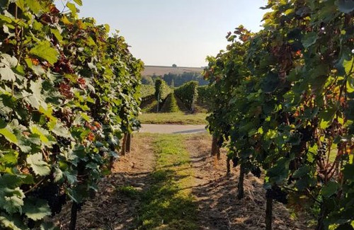 Kapellen-Drusweiler House | Weingut & Gästehaus Nagel