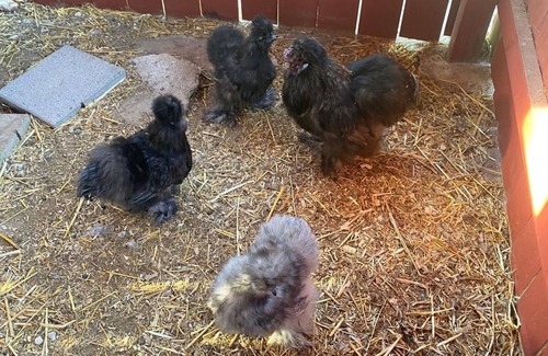 Tynan House | Welcome To Rancho La Valentina,Private Pond, farm animals and Beautiful Cliff!