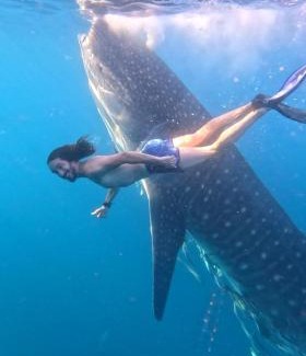 Sumbawa Besar Other | Whale shark Sumbawa Tour