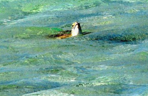 Clarence Town Cottage | Whistling Duck a Romantic, Private, Oceanfront One KING Bedroom Cottage.