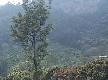 Kotagiri House | Wilderness Vila