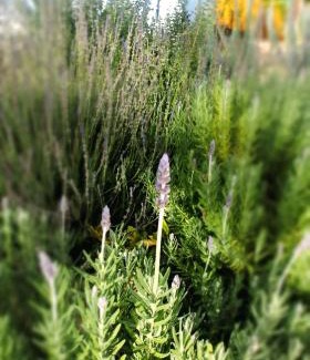 Prince Albert Apartment | Willow - Cottage - Karoo