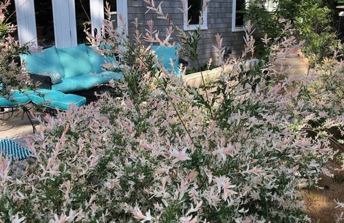 Eastham Cottage | Winter rental starting October to May 2000.00 a month plus utilities.