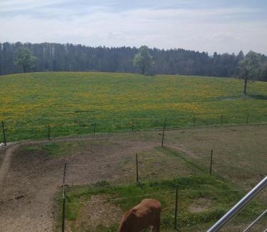 Ravensburg Apartment | Wohnung mit Ausblick