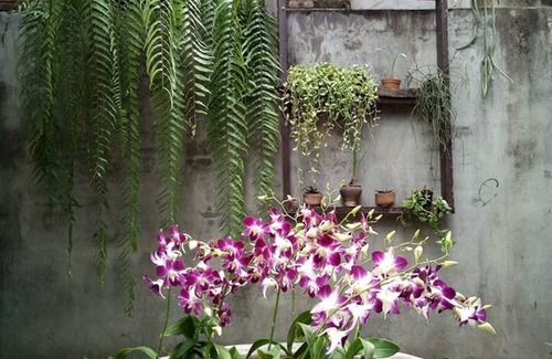 Chang Moi House | Wooden House in City Center