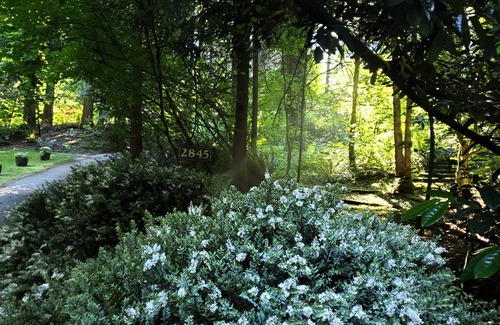 Bridle Trails House | Woodland retreat minutes from Microsoft