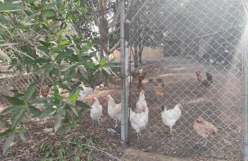 Ajman Other | Yacob's Farm & Camping