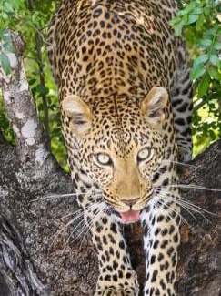 Skukuza Other | Yebo Safari Tents-Stay Inside Kruger