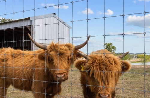 Damon House | Yo-Leven Ranch - exotic animal ranch with a six bedroom barndominium!