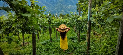 Adjara House | Zesopheli guest house in Keda Agro & Eco tourism