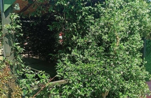 Edremit Hotel | Zeytin Otel