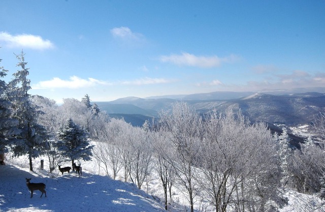 3 BR Condo: Your Cozy Mountain Retreat