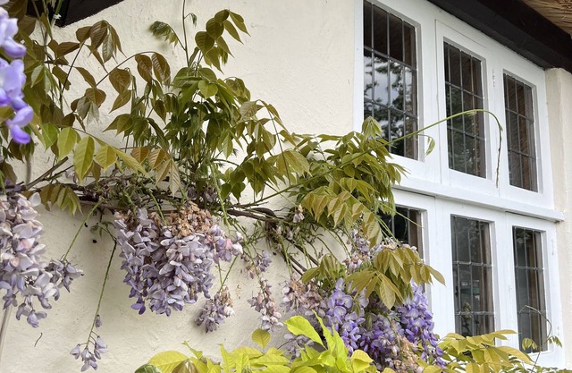 5* Somerset, 1600's thatched, private annex. Pet friendly!n8m to M5 and Taunton.