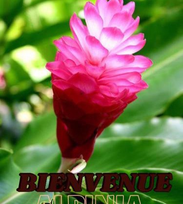 Alpinia