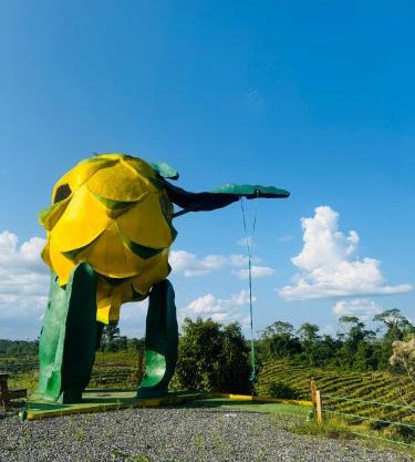 Amazon Gardens