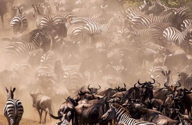 An affordable way to visit Masai Mara, stay in our cottage and enjoy.