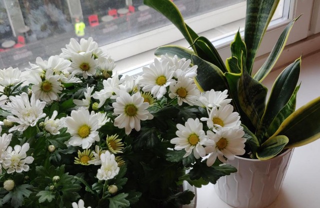 Apartment City Linna