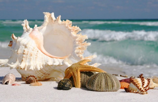 Appartamento,spiaggia