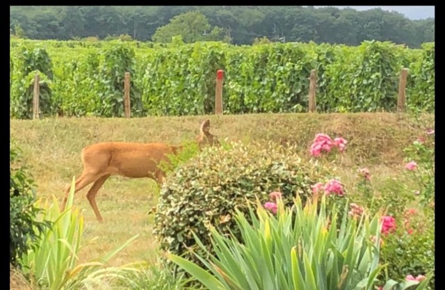 Avre de Paix Sancerrois