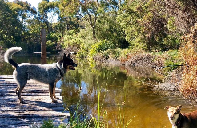 Award Winning, Pet Friendly Accommodation