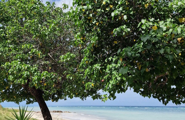 Beautiful 1-Bed Apartment in Montego Bay