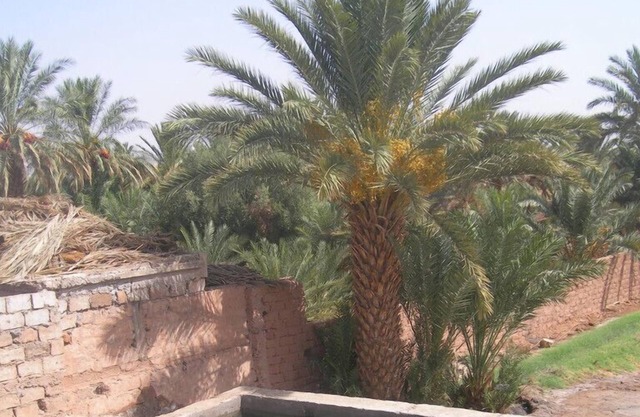 Camping Les Palmeraies