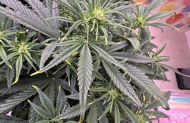 Cannabis Friendly Rental 141